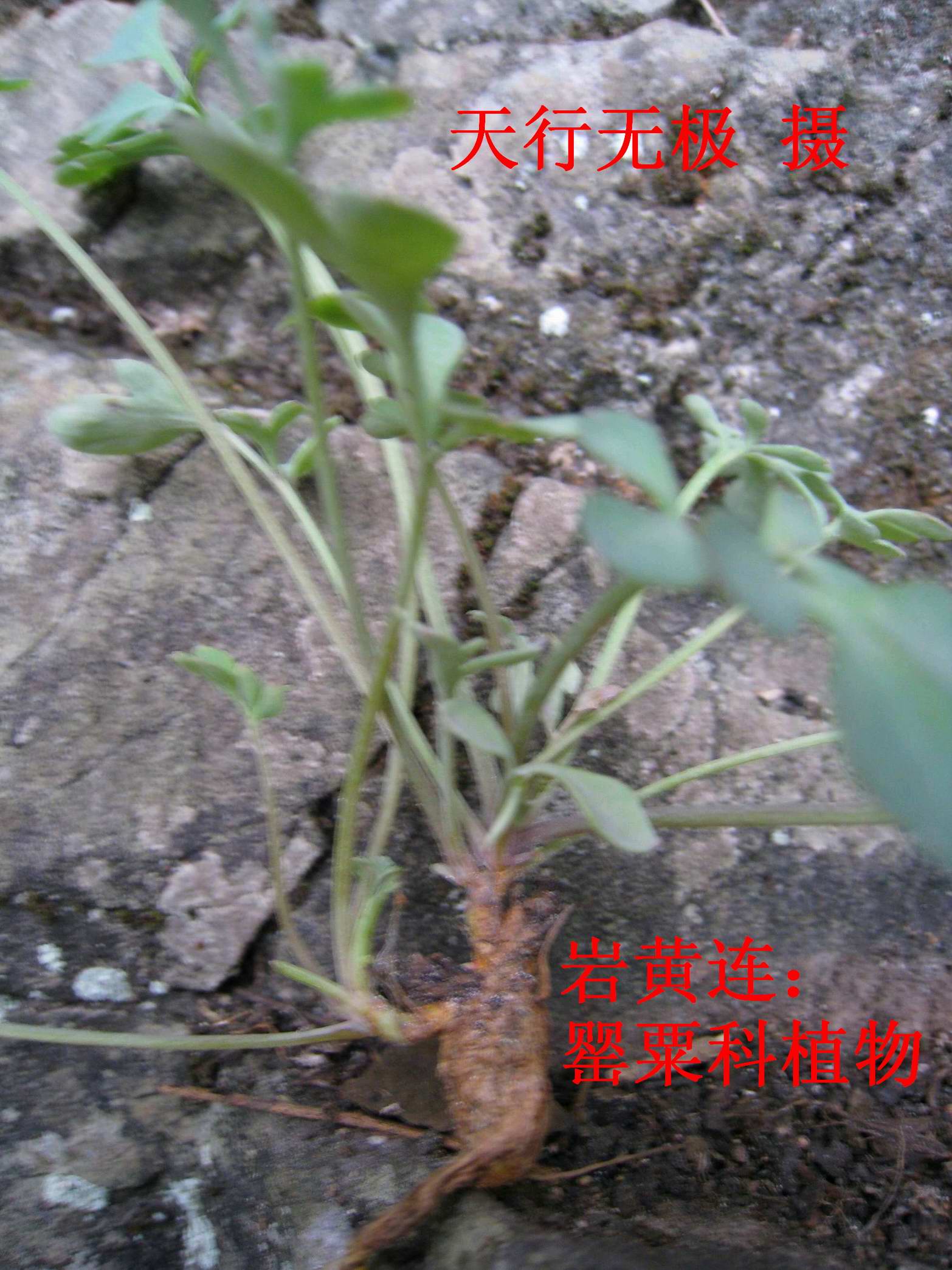  p>岩黄连,中药名.