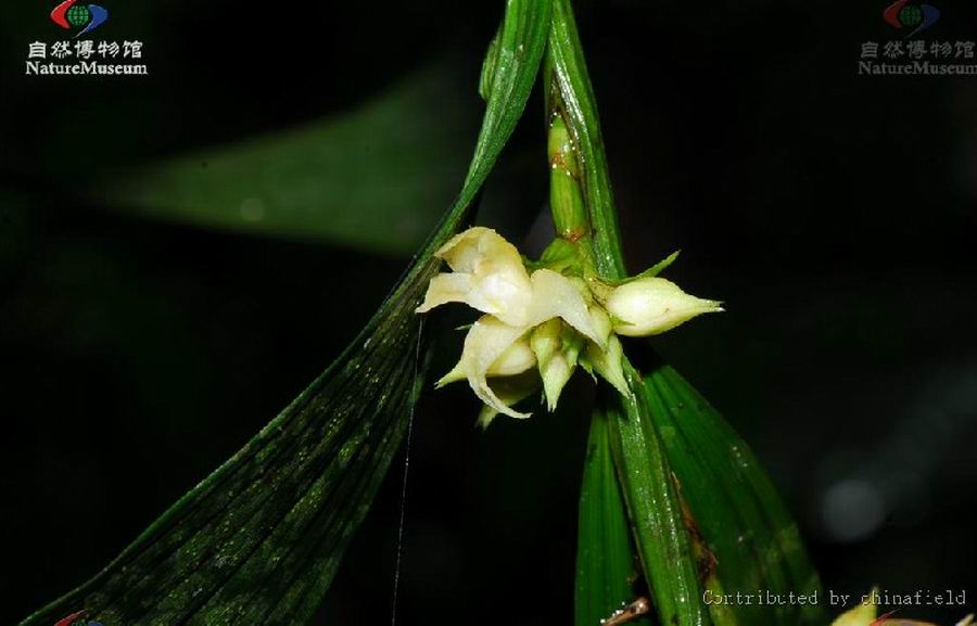 tropidia nipponica masamune