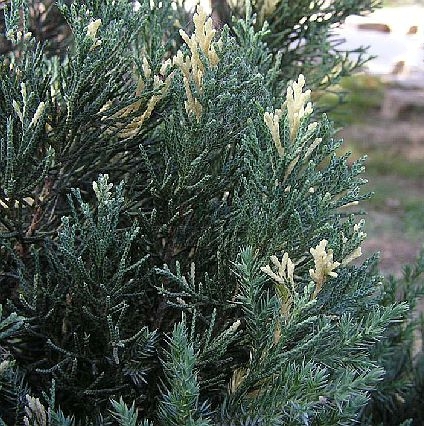  p>金叶桧(学名: i>sabina chinensis /i> (l.) ant. var.