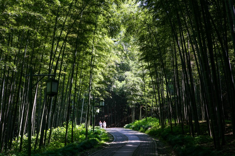  p>云栖竹径是新西湖十景之九.