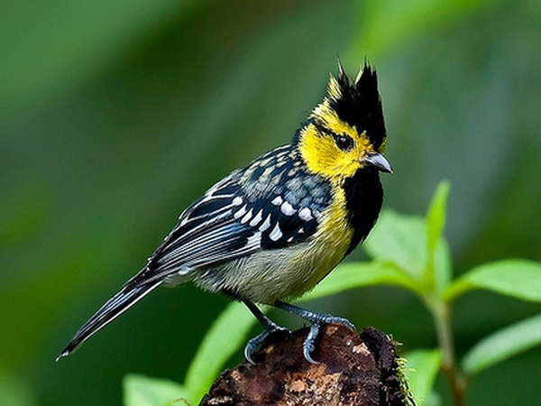  p>鸟类羽冠(bird crista):亦称 a href="#" data-lemmaid="22736143"