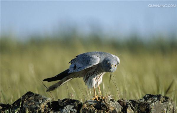  p>乌灰鹞(学名: i>circus pygargus /i>)为隼形目,鹰科鹞属的鸟类.