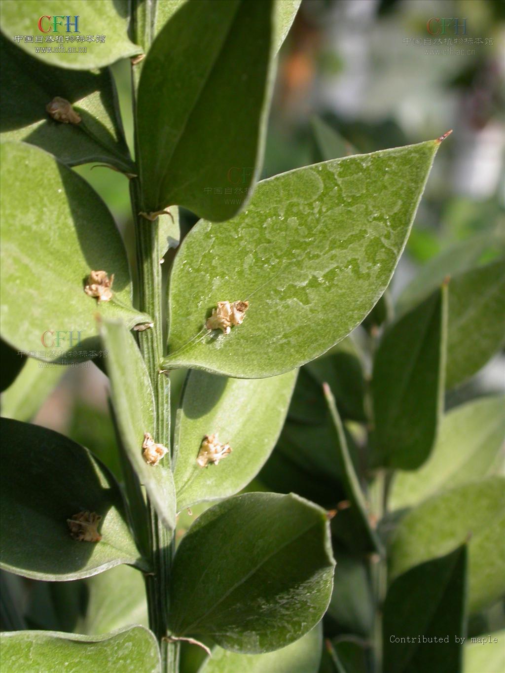  p>假叶树属( a target="_blank" href="/item/学名/8074290" data