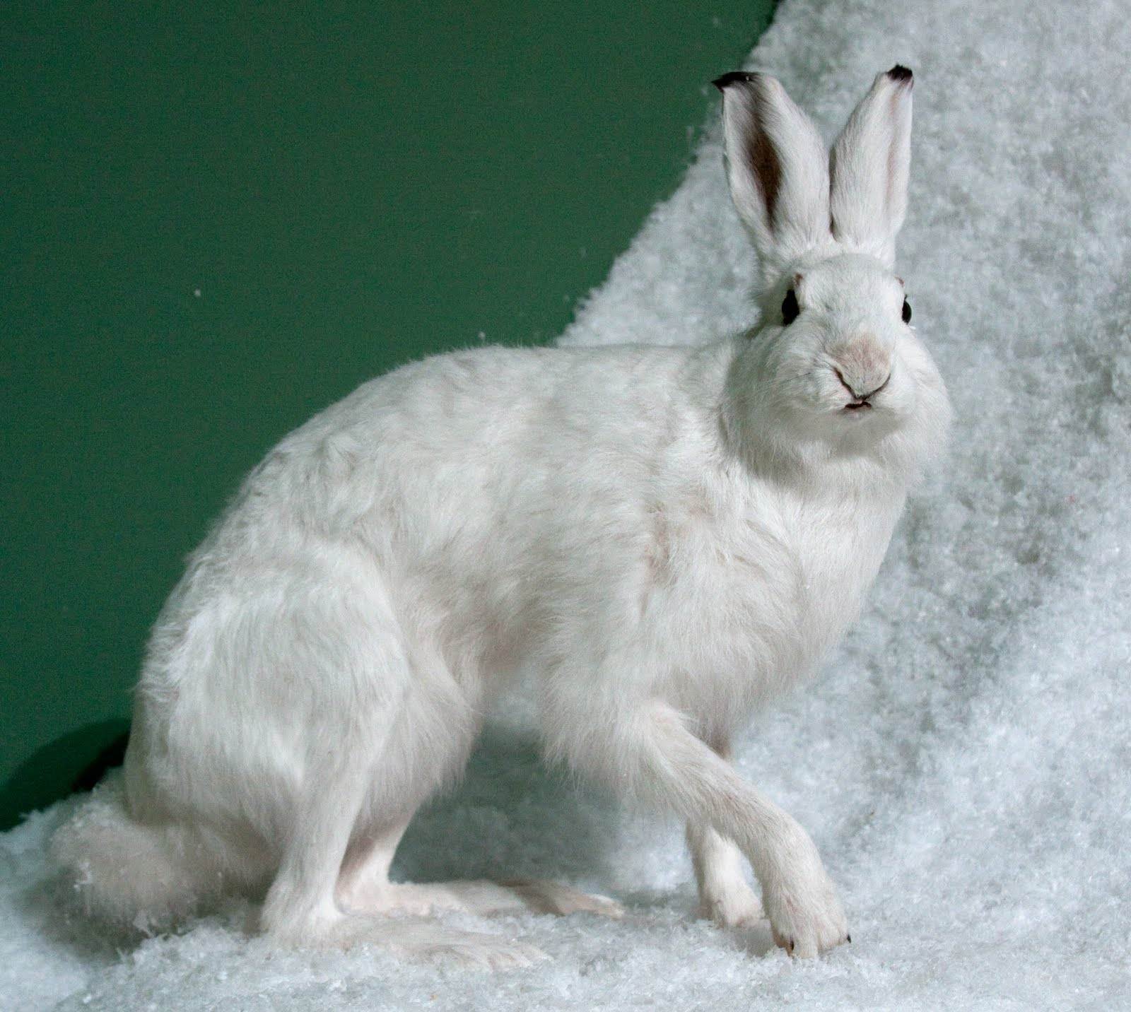  p>雪兔(拉丁学名: i>lepus timidus /i>),是寒带,亚寒带代表动物之一