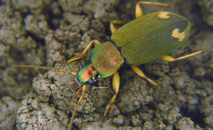  p>毛黄斑青步甲属于动物界,昆虫纲,捕食性天敌. /p>