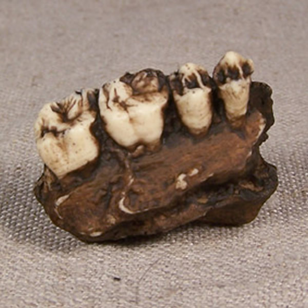 data-lemmaid="1516164">森林古猿分化出来的古猿,其化石最早于