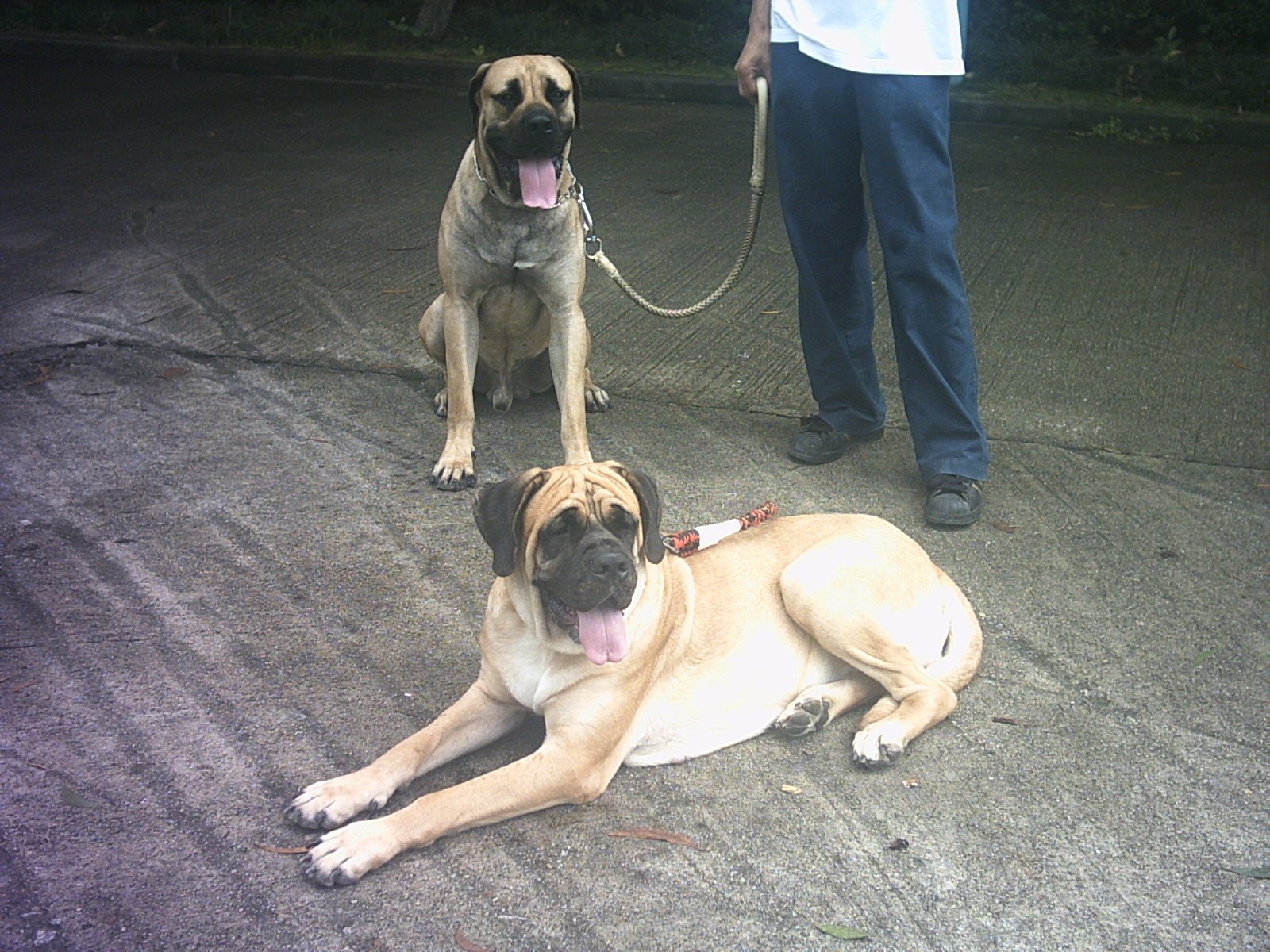  p> a href="#">马士提夫 /a>犬的 a href="#">英文 /a>名为:mastiff.