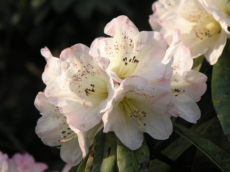 et forrest):属于杜鹃花科杜鹃属植物,灌木,高约5—7米;叶多密生于枝