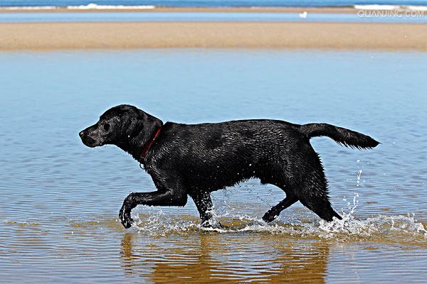  p> a target="_blank" href="/item/拉布拉多/4152961" data-lemmaid