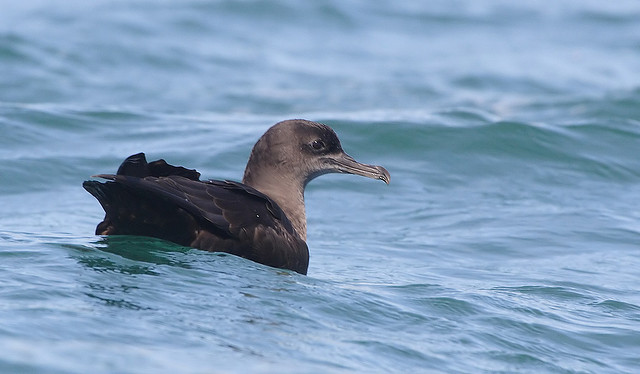 sooty shearwater