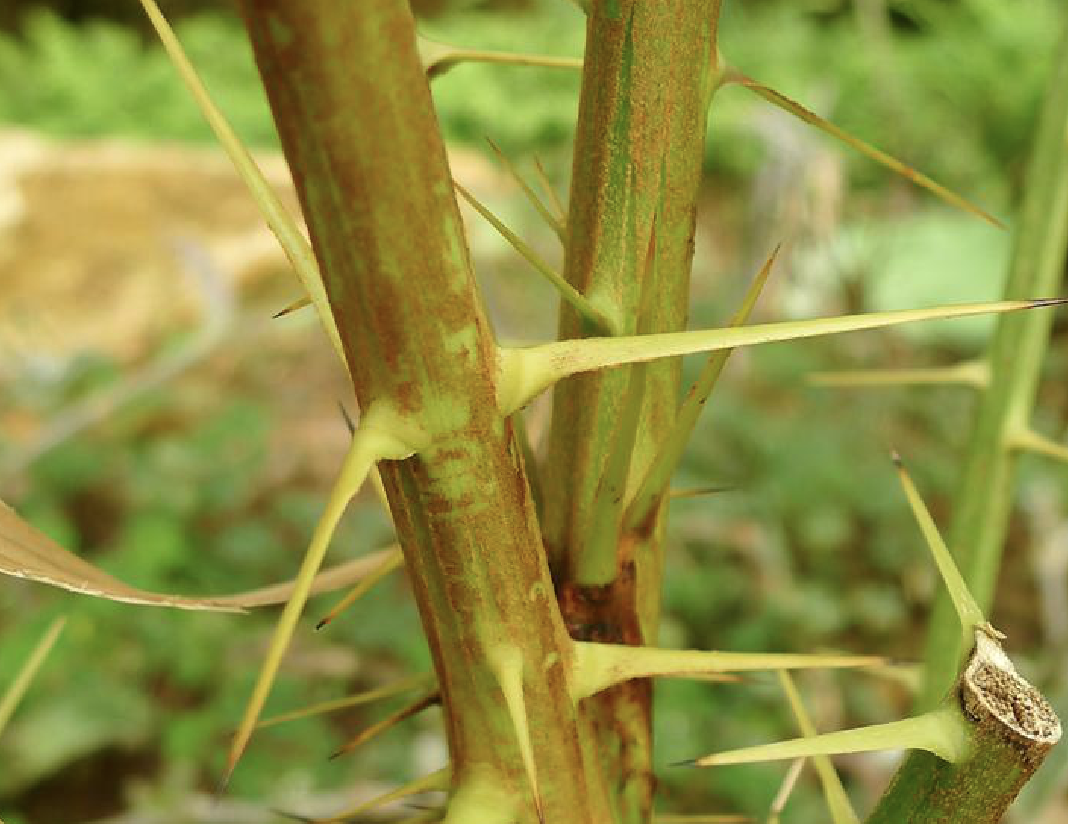 calamus nambariensis becc.