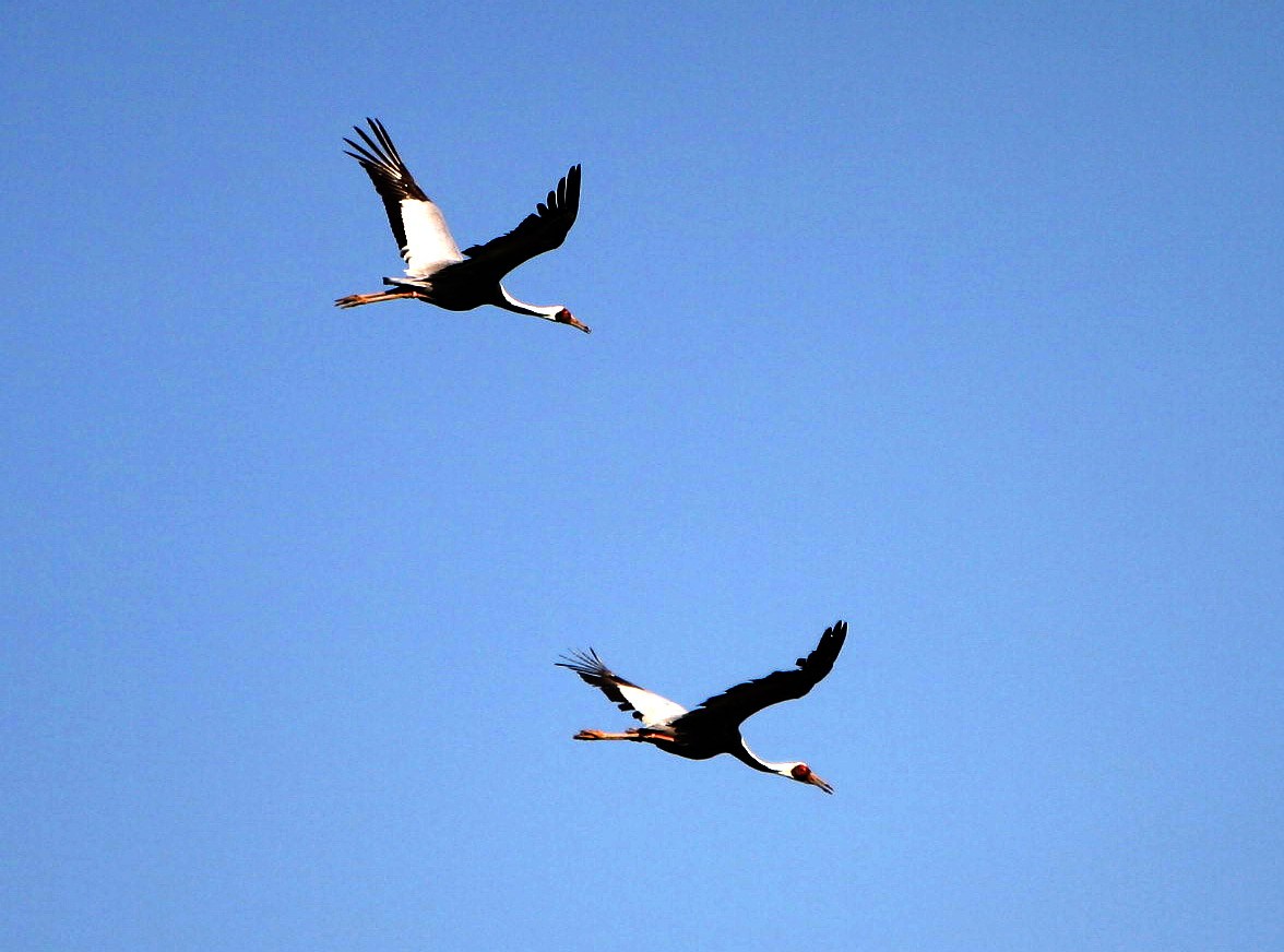  p>闲云野鹤,汉语成语,拼音是xián yún yě hè,意思是旧指生活闲散