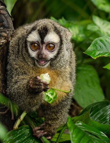  p>夜猴(学名: i>aotus trivirgatus /i>):体长240-370毫米,尾长316