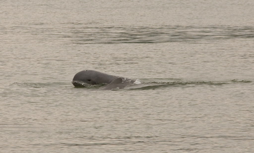  p>伊河海豚(学名: i>orcaella brevirostris /i>)体长2.1~2.5米.