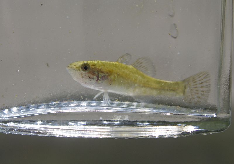 常见的属有乌塘鳢鱼属, 塘鳢鱼属,沙塘鳢鱼属,锯塘鳢鱼属,美塘鳢鱼属