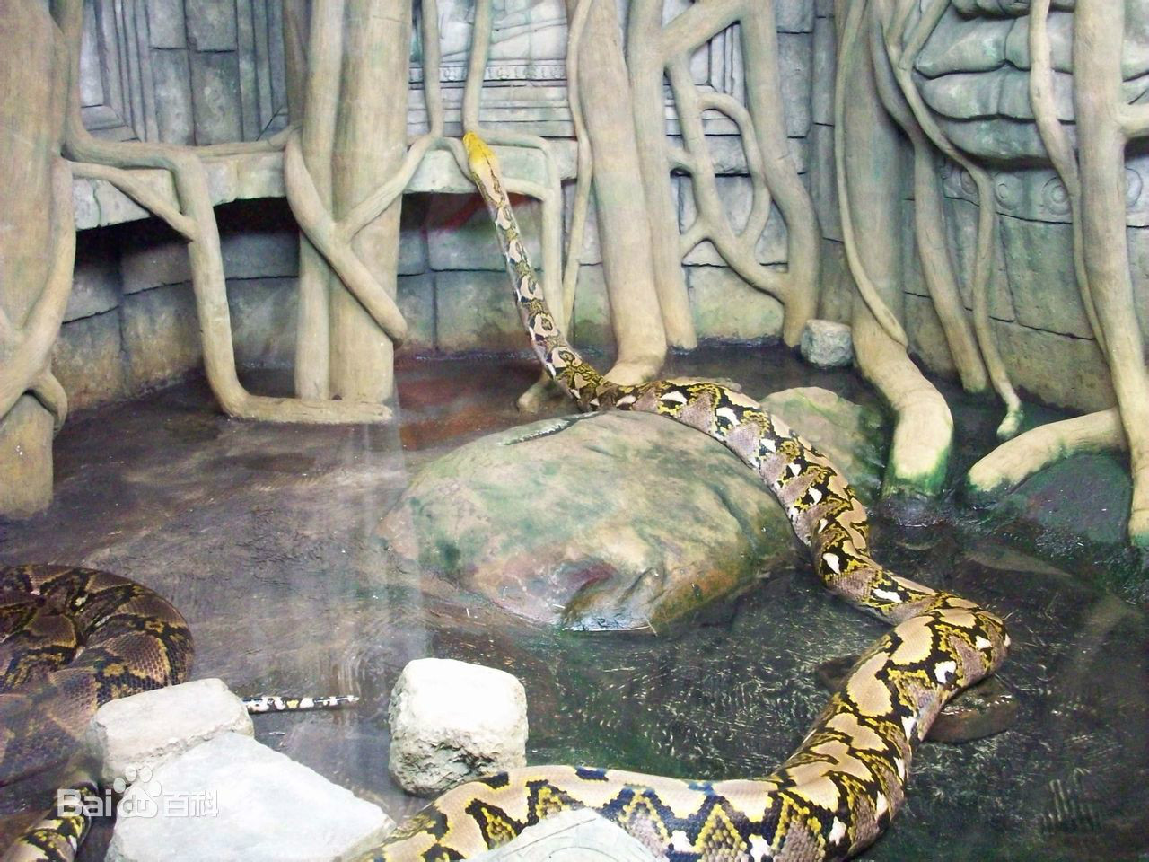  p>网纹蟒(拉丁文名:reticulated python)又称为 a target="_blank"