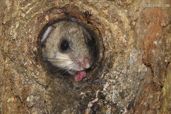 muscardinus avellanarius