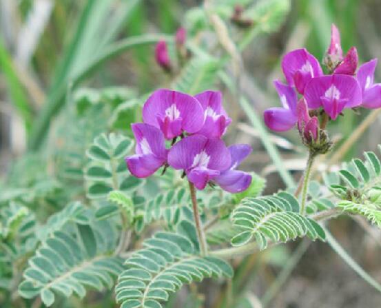  p data-id="tzone7m8wvyz">背扁黄耆,豆科蔓黄芪属植物.