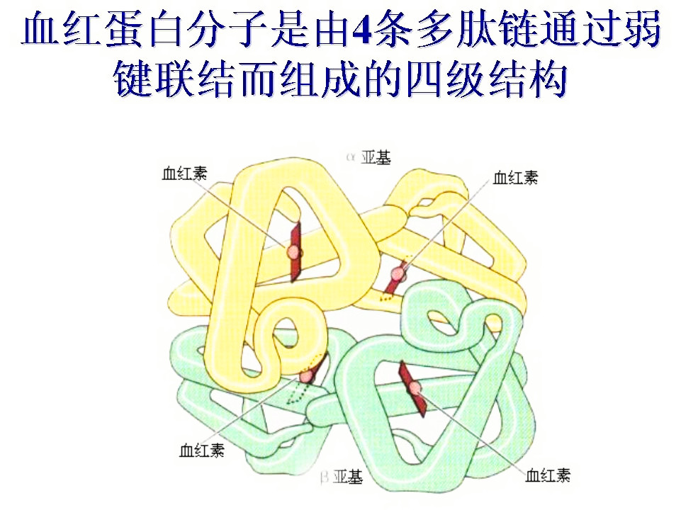 统称为 a target="_blank" href="/item/血红蛋白/94131" data-lemma