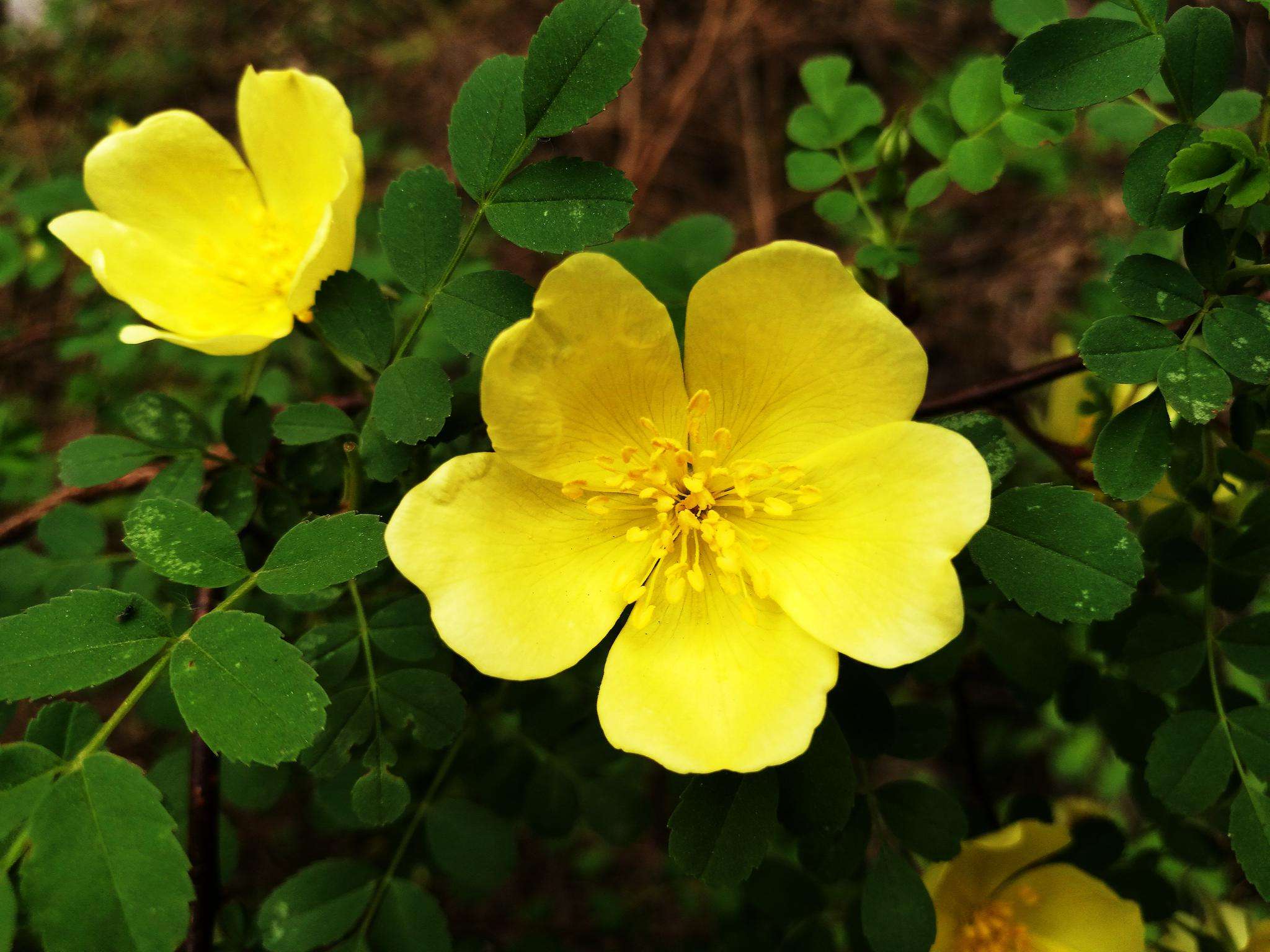  p>单瓣黄刺玫(学名: rosa xanthina lindl. form.