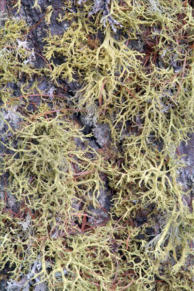  p>地衣是蓝细菌或藻类与真菌共生的复合体.