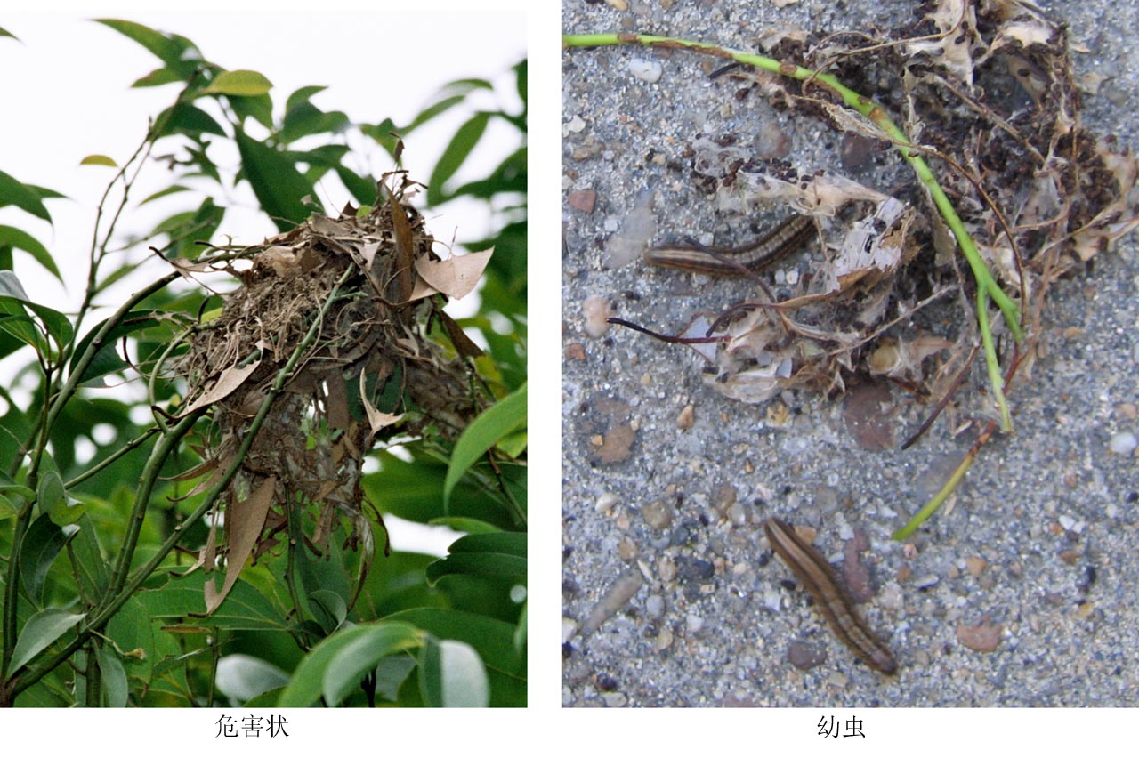 rubella  /i>hampson,为鳞翅目 a href="#">螟蛾科 /a>松梢斑螟属的一