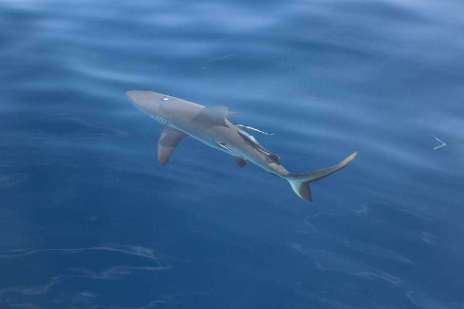  p>钝吻真鲨(学名: i>carcharhinus amblyrhynchos /i>)是真鲨科,真鲨