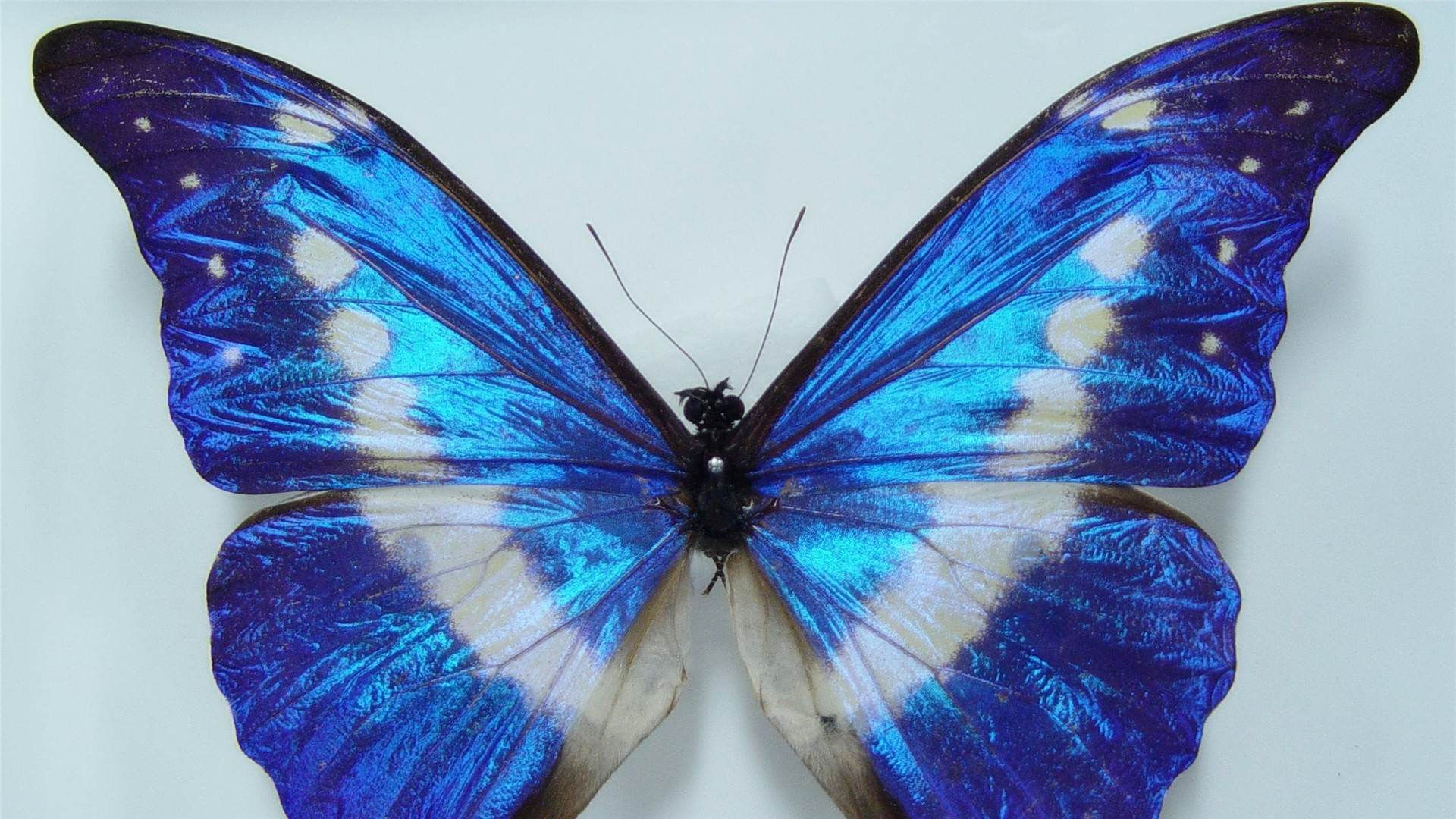  p>卡西美蓝闪蝶, i>morpho rhetenor cacica  /i>(staudinger, 1876)