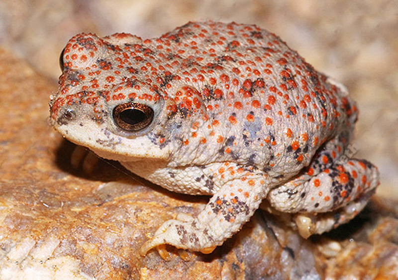 红点蟾蜍