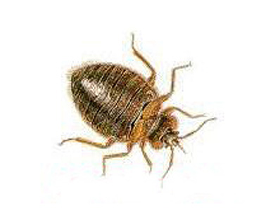  p data-id="gnwnua5ut6">席虫就是藏在草 a