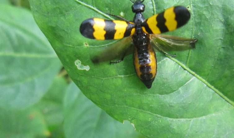  p>芫菁科指的是 a href="#">节肢动物 /a>,鞘翅目的一科.