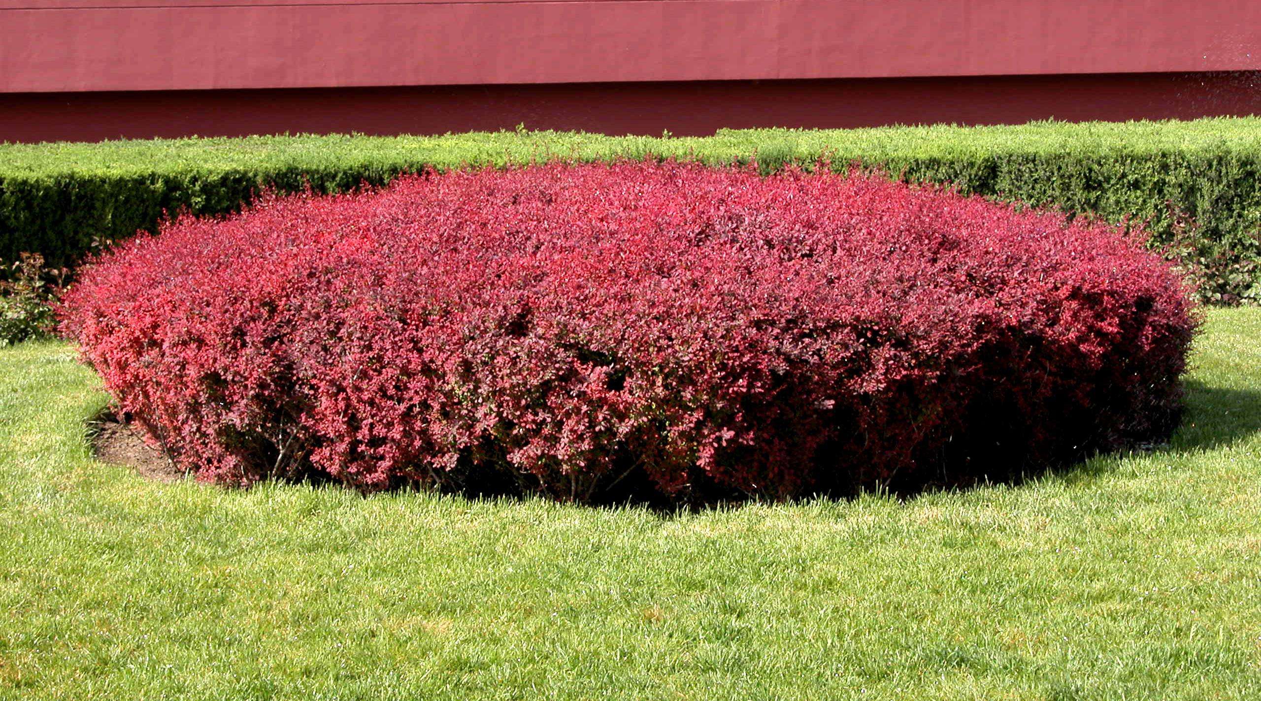  p>紫叶小檗(学名: i>berberis thunbergii /i> var.