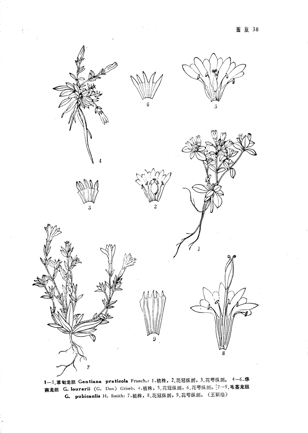 gentiana praticola franch.