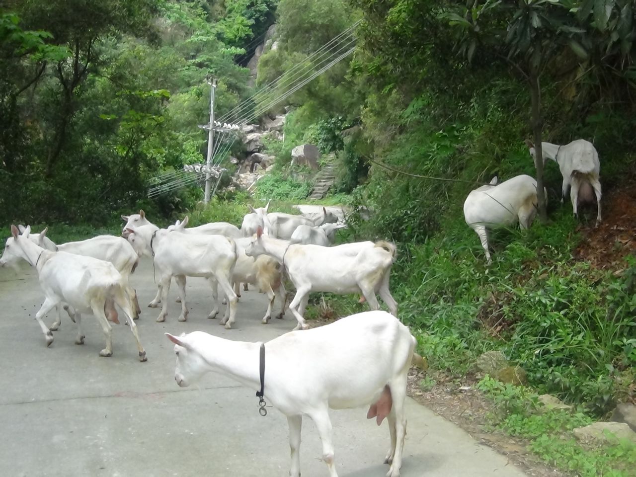  p>奶山羊,是乳用品种的 a href="#" data-lem