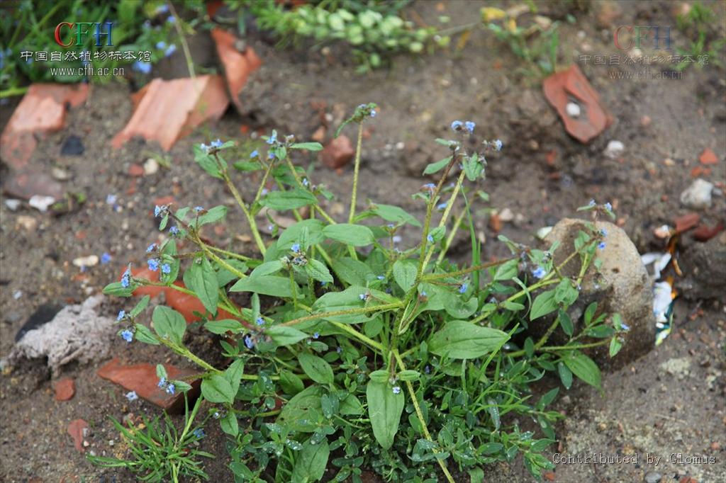  p>微紫草属(学名:microula)是紫草科下的一个属,为二年生草本植物