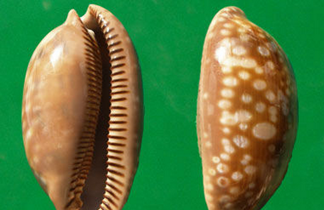  p>斑马宝螺(学名:macrocypraea zebra zebra)是腹足纲宝螺科的 a