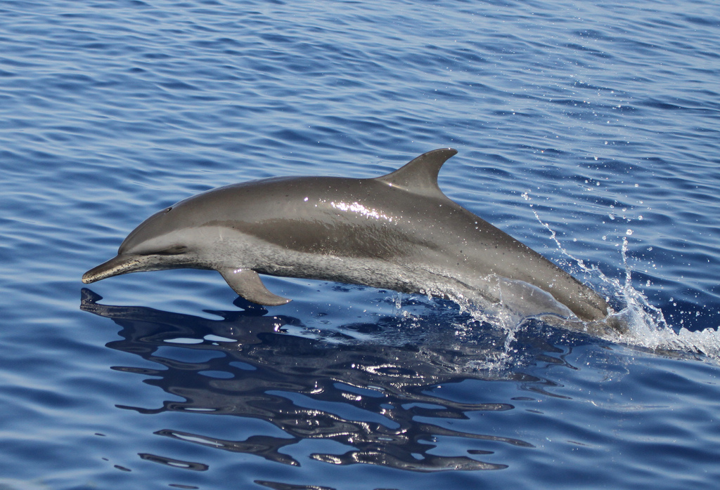 pantropical spotted dolphin