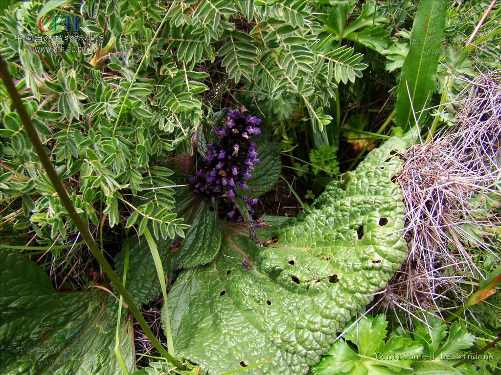  p>独一味属(学名:lamiophlomis kudo)是 a target="_blank" href="