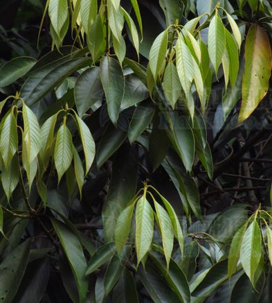 大叶石栎海南个体