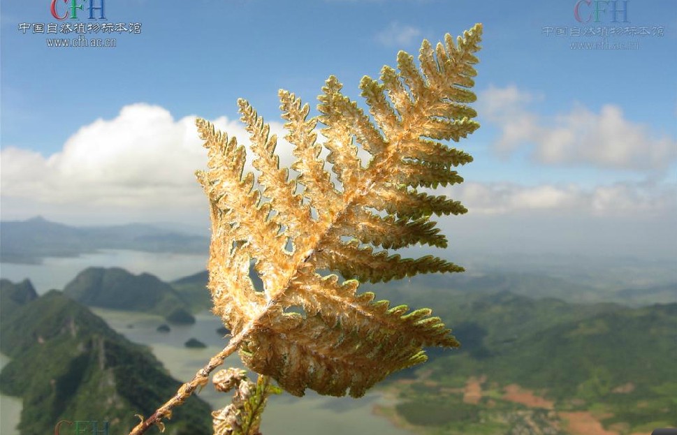  p>粉背蕨,中药名.
