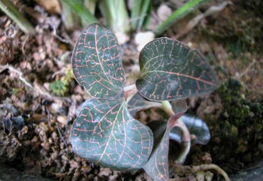  p> a target="_blank" href="/item/长茎金耳环/5977089" data-lemma