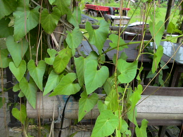  p>锦屏藤(学名: i>cissus sicyoides /i> l.