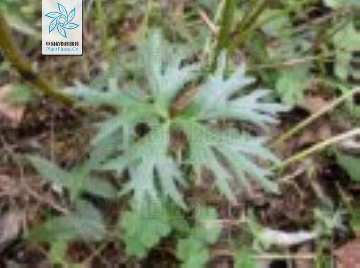 nagarum /i> stapf),别称:草乌,保山附片,小黑牛,水乌头,山乌头(云南