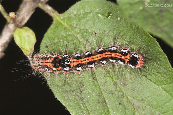  p>桑毛虫是一种食害桑叶的重要害虫,学名为 i>porthesia xanthocampa