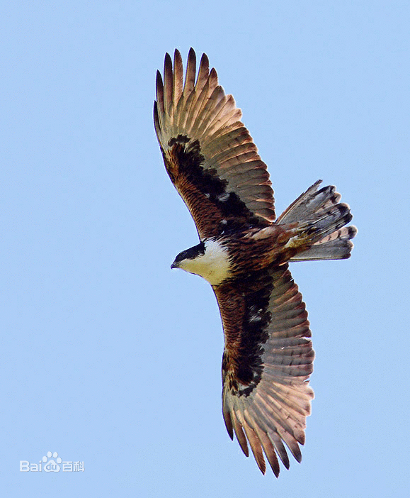  p>棕腹隼雕(学名: i>hieraaetus kienerii /i>):为 a target="_blank