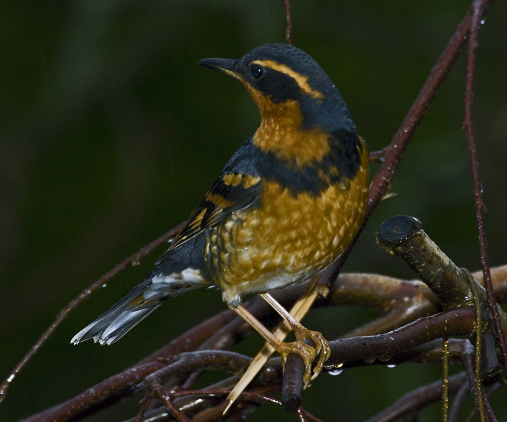 zoothera naevia
