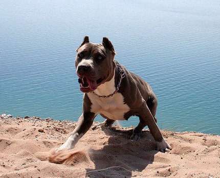 american pit bull terrier