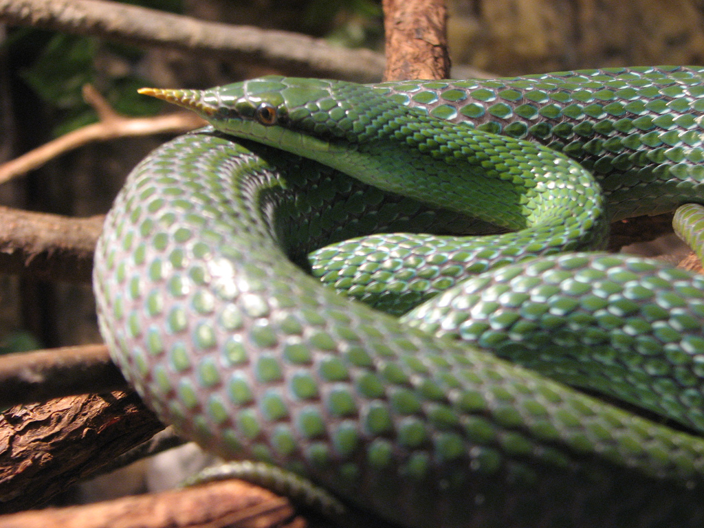  p>尖喙蛇,游蛇科尖喙蛇属物种,吻端尖出,向前方上翘,全身绿色. /p>