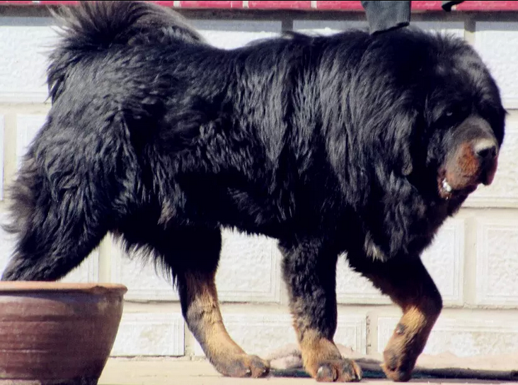 tibetan mastiff