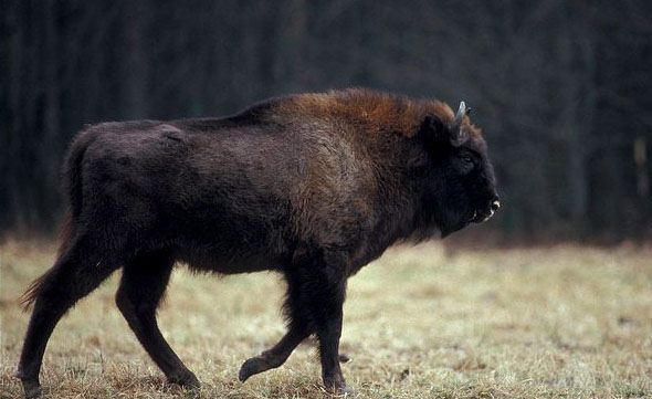 欧洲野牛(aurochs)